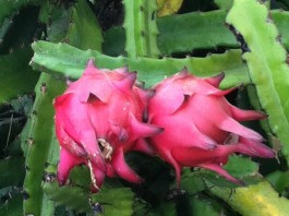 dragon fruit