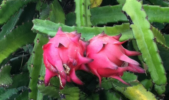 dragon fruit