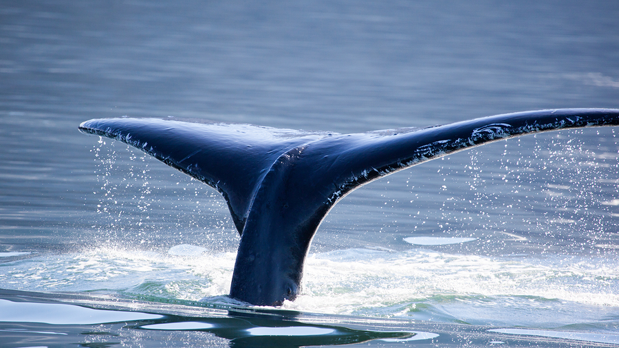 Humpback Whale tail